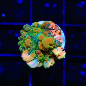 Bounce Maui Wowie Rhodactis Mushroom Coral
