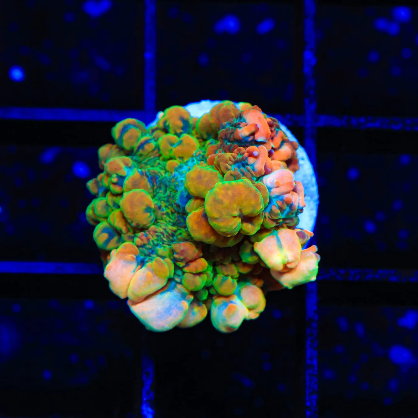 Bounce Maui Wowie Rhodactis Mushroom Coral