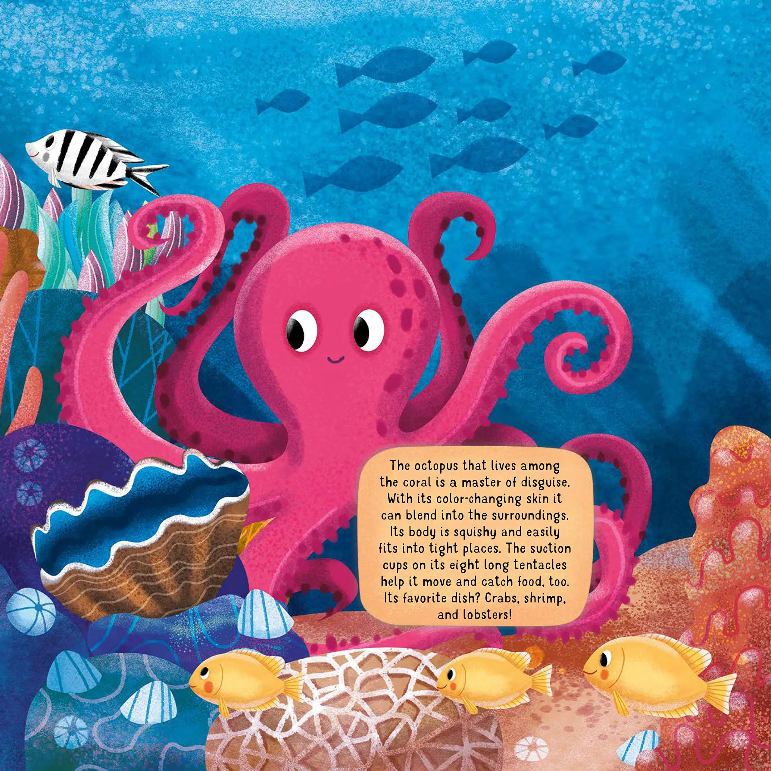 Discovering The Secret World Coral Reef