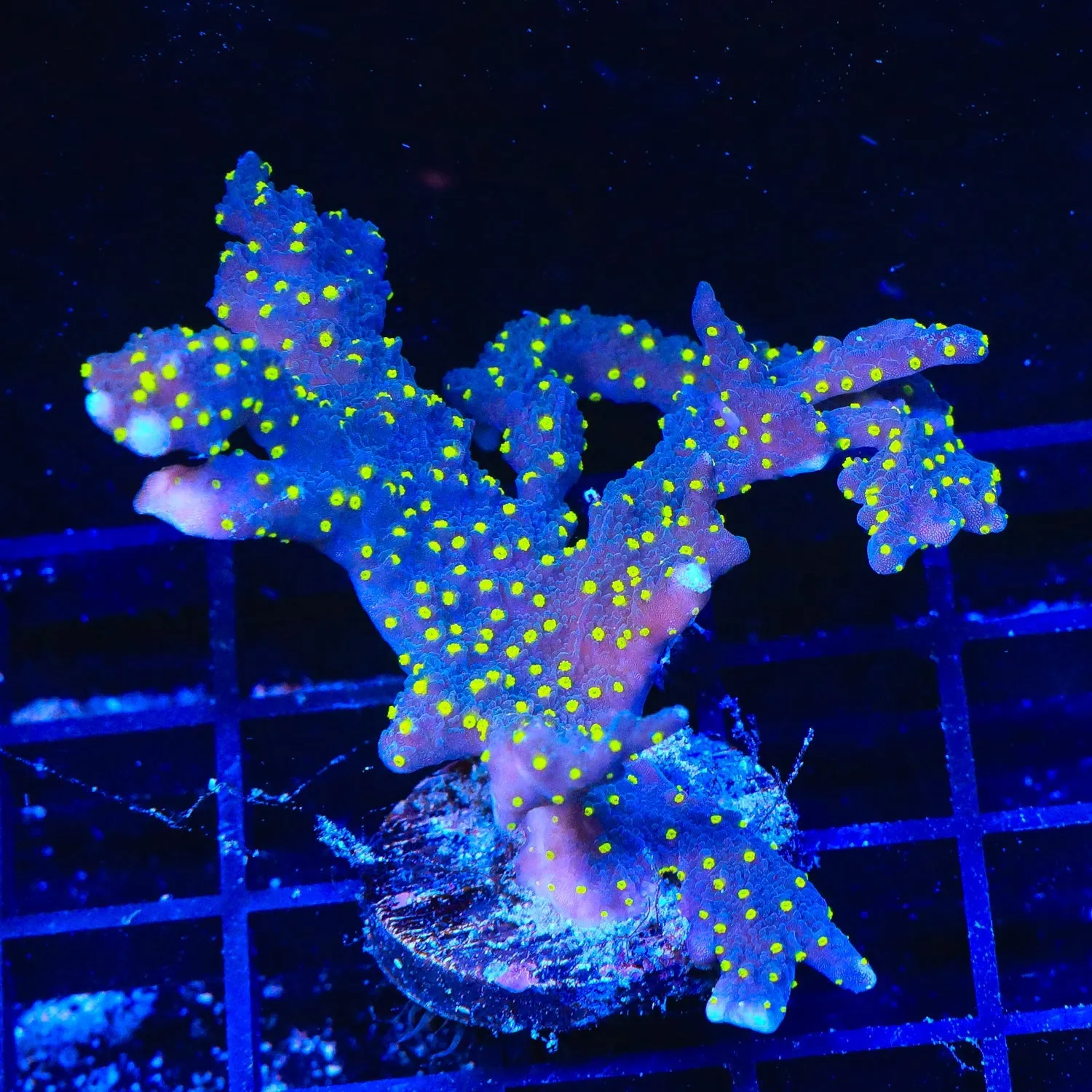 JF Midnight Dynamite Colony Coral