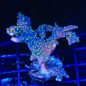 JF Midnight Dynamite Colony Coral