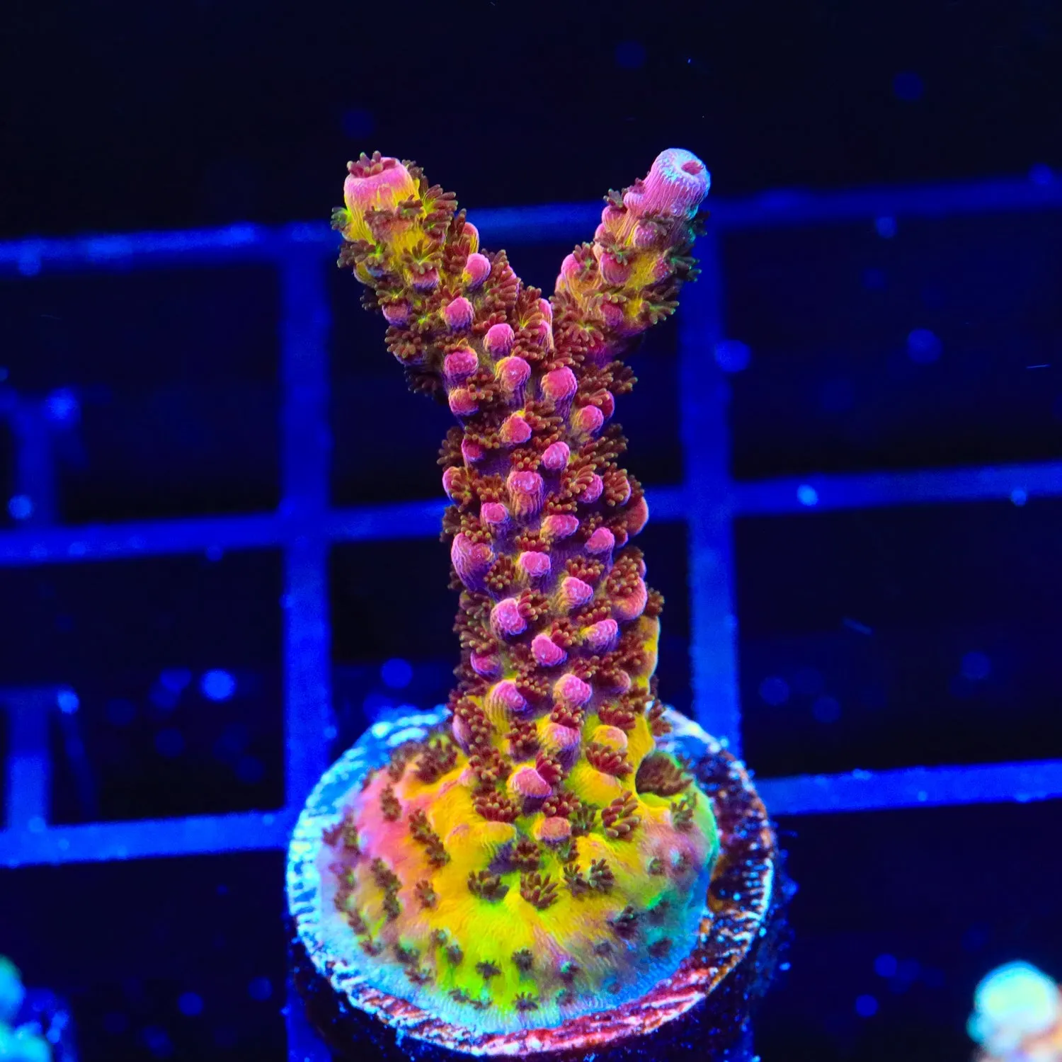 PC Rainbow Acropora Coral