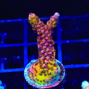 PC Rainbow Acropora Coral