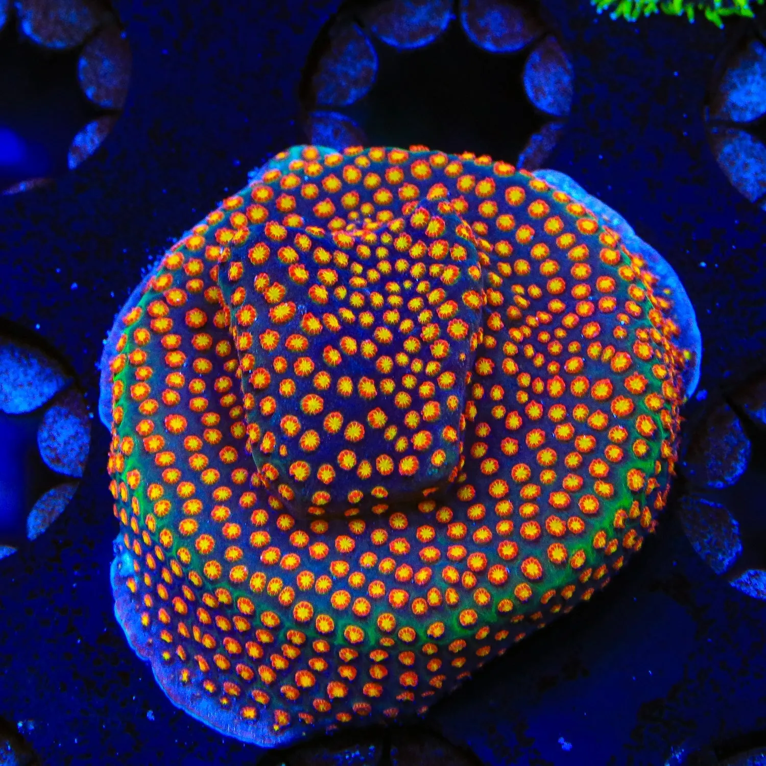 SR Supreme Stylocoeniella Coral