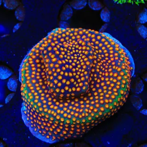 SR Supreme Stylocoeniella Coral
