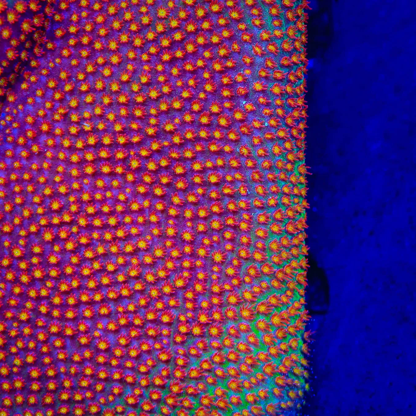SR Supreme Stylocoeniella Coral