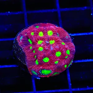 TSA Fire Favia Coral
