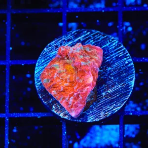 TSA Gumball Chalice Coral