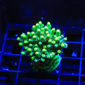 TSA Pineapple Juice Acropora Coral