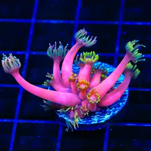 TSA Pink Diamond Goniopora Coral