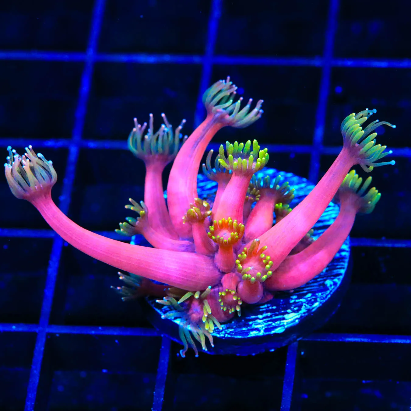 TSA Pink Diamond Goniopora Coral