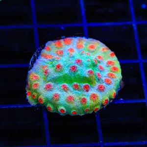 TSA Rocketman Cyphastrea Coral