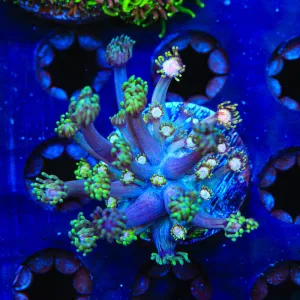 TSA Rose Petal Goniopora Coral