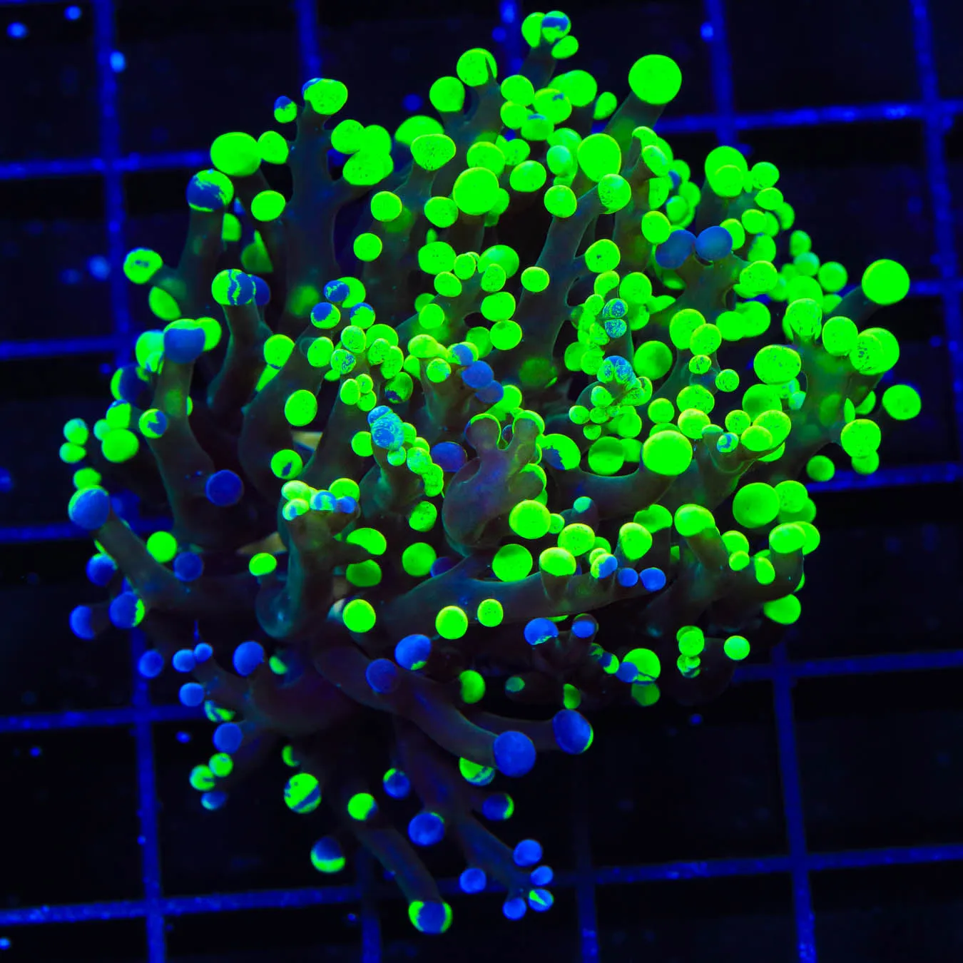 Two Tone Frogspawn Coral